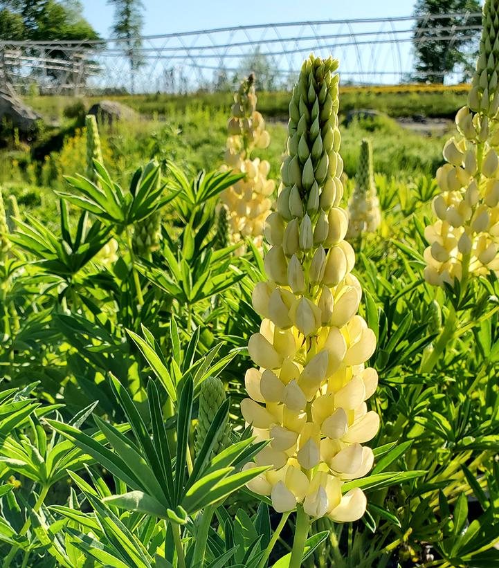 Lupinus polyphyllus 'Lupini Yellow Shades'