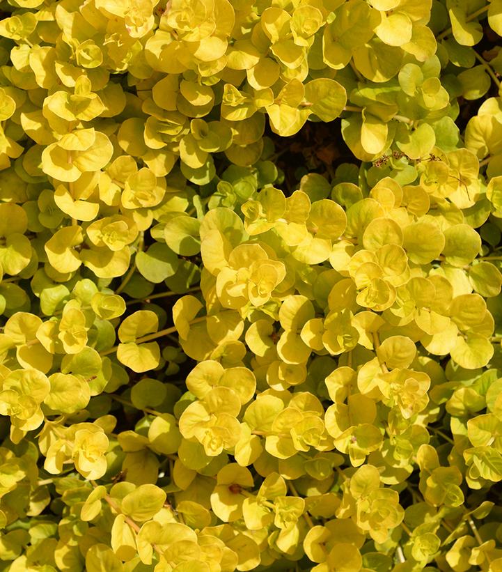 Lysimachia nummularia 'Aurea'