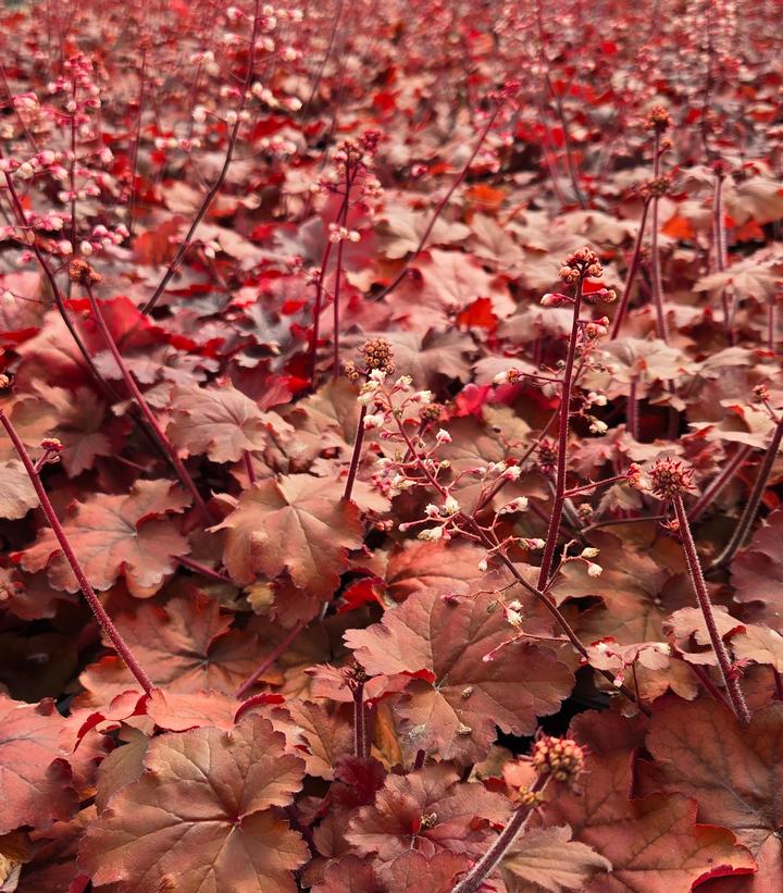 Heuchera 'Fire Alarm'