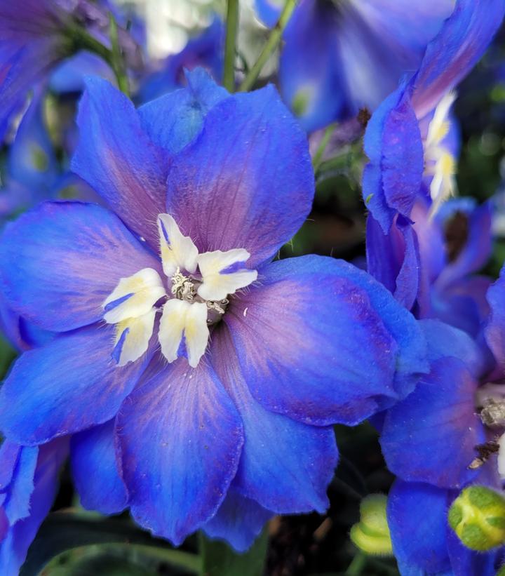 Delphinium x 'Cobalt Dreams'