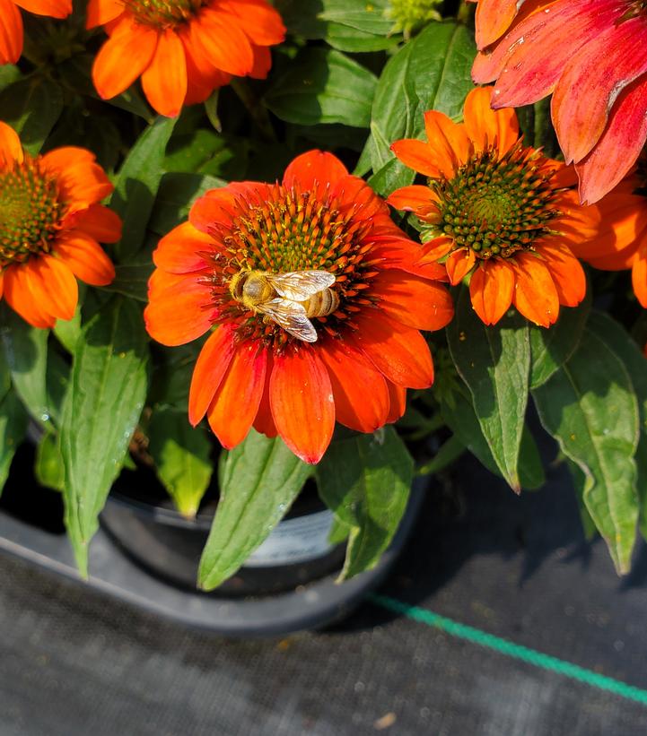 Echinacea x Sombrero® Fiesta Orange