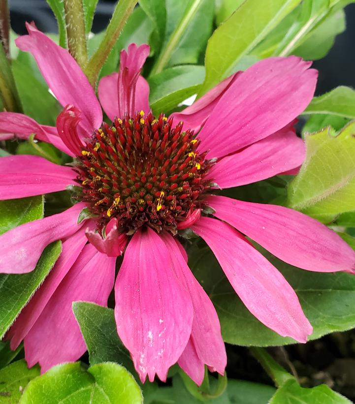 Echinacea x Sombrero® Rosada