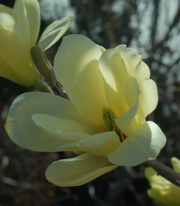 Magnolia x 'Butterflies'