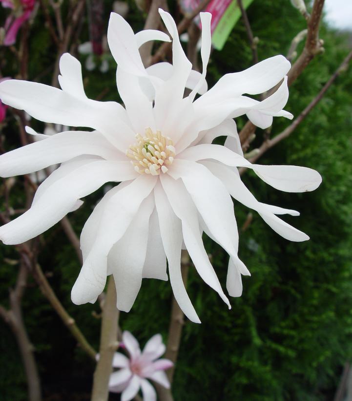 Magnolia × loebneri 'Leonard Messel'