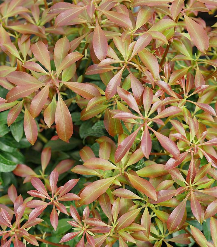 Pieris japonica Interstella®