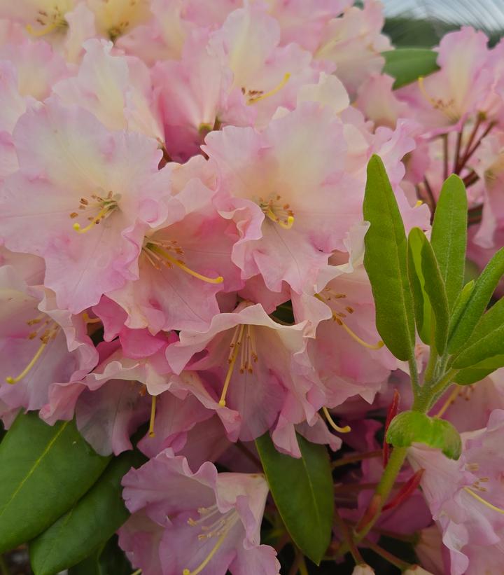 Rhododendron 'Hoopla'