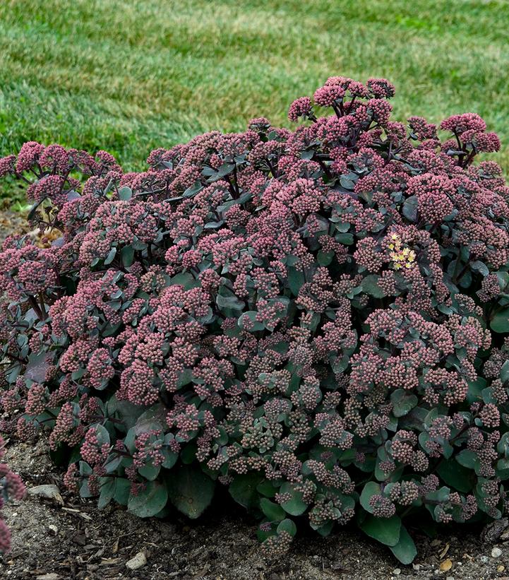 Sedum spectablie 'Spellbound'