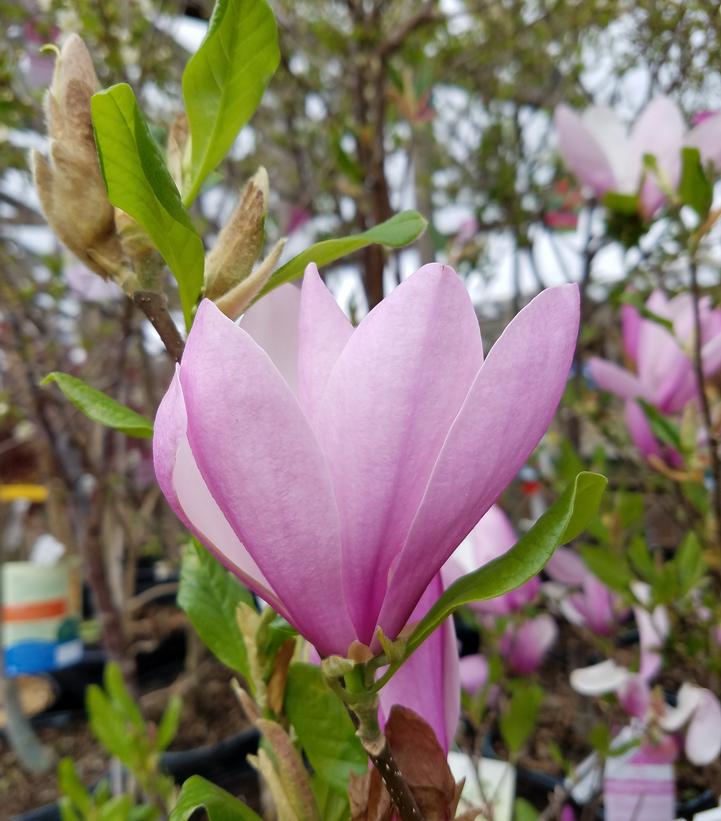 Magnolia liliiflora 'Jane'