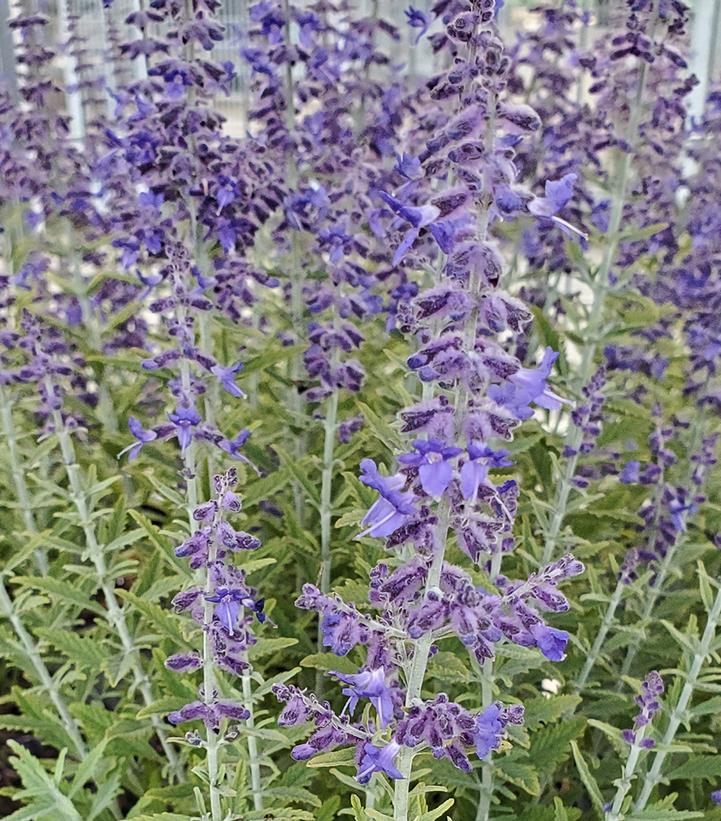 Perovskia atriplicifolia 'Sage Advice'