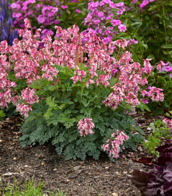 Dicentra x 'Pink Diamonds'