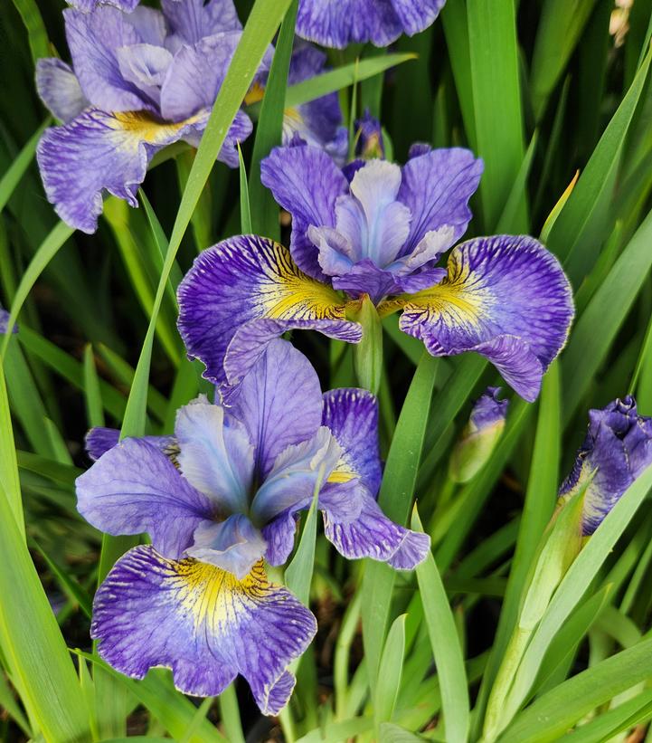 Iris sibirica 'Cape Cod Boys'