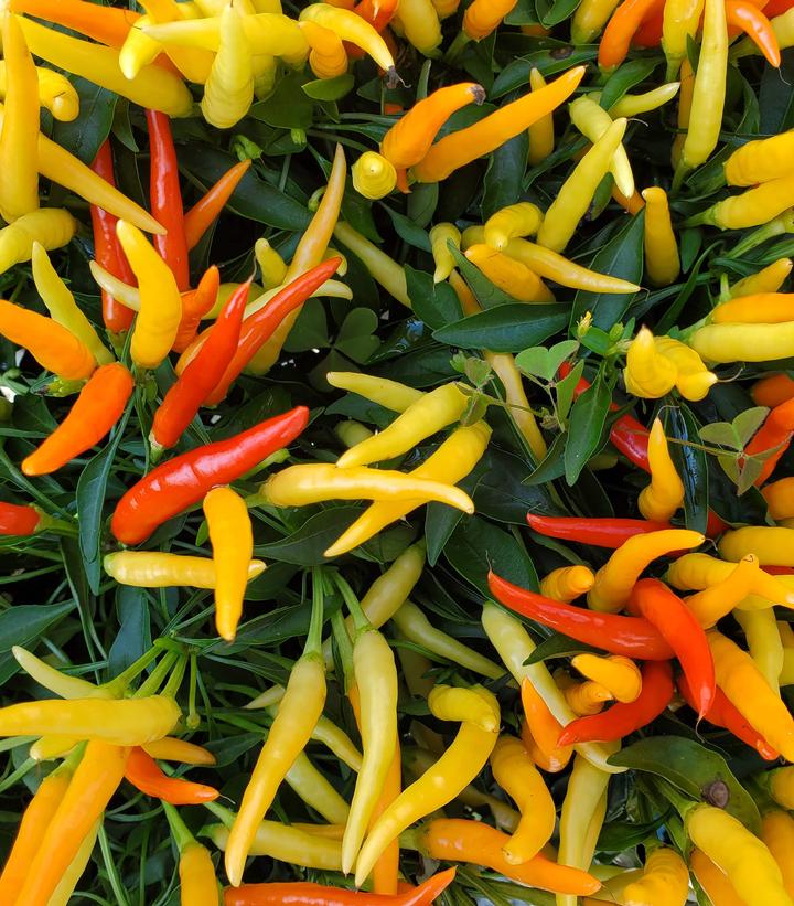 Pepper Ornamental Mixed