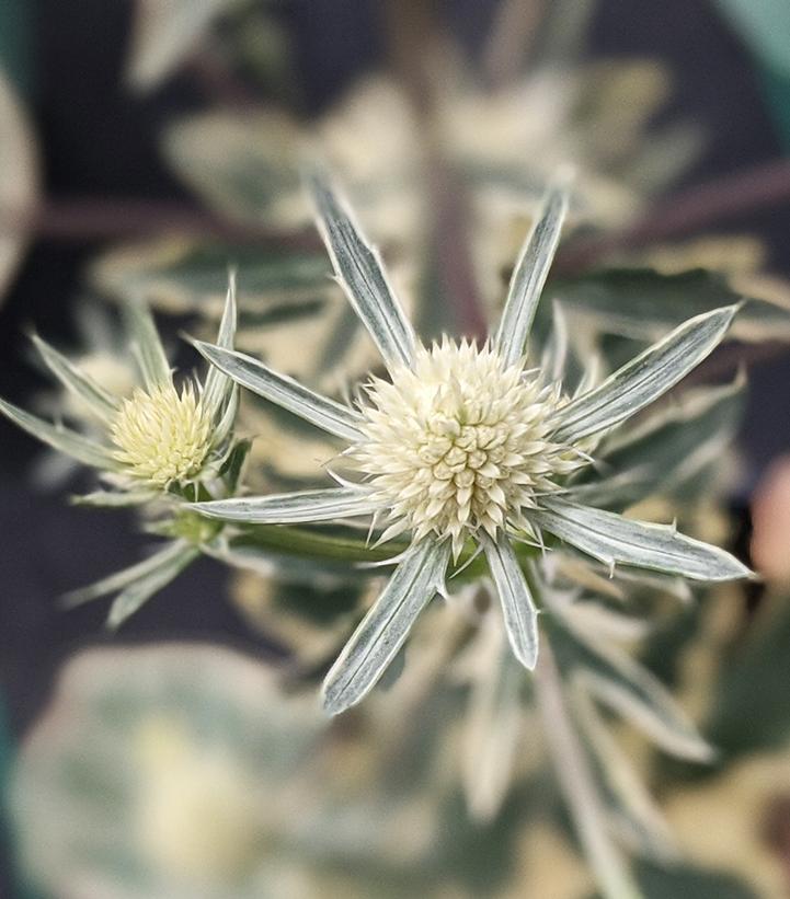 Eryngium planum 'Jade Frost'