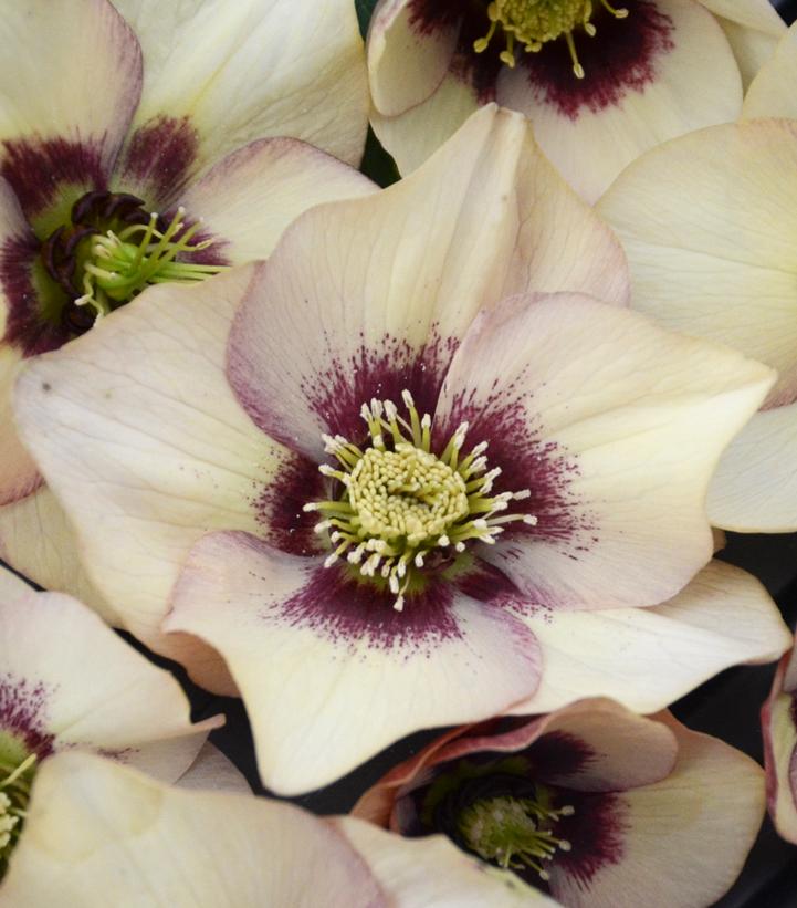 Helleborus Honeymoon® 'Sandy Shores'