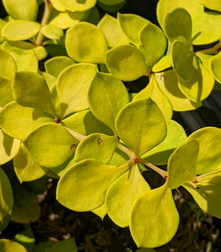 Berberis thunbergii WorryFree® Lemon Cutie®