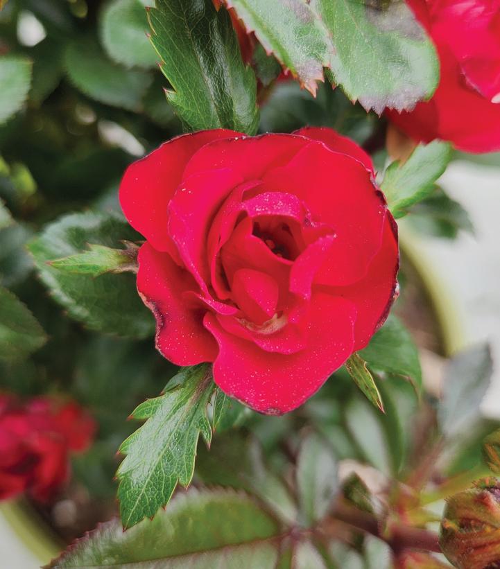 Rosa Petite Knock Out®
