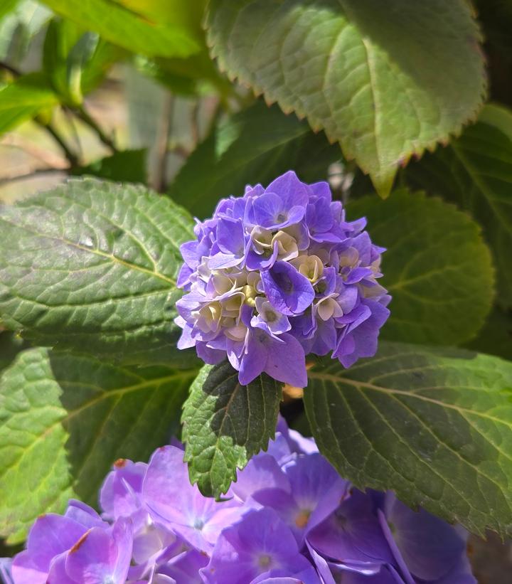Hydrangea macrophylla Azure Skies™
