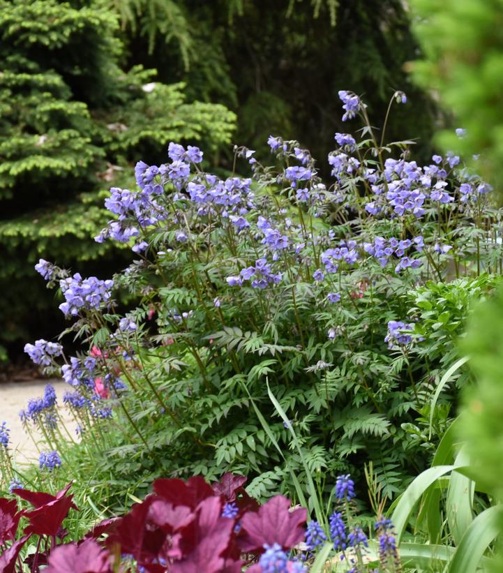 Polemonium x 'Heaven Scent'