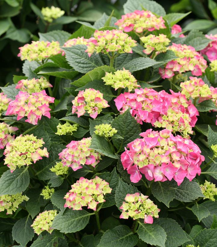 Hydrangea macrophylla Let's Dance Big Band®