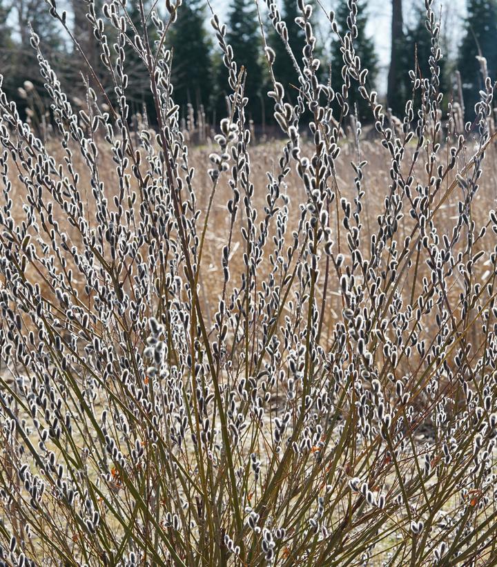Salix chaenomeloides Black Cat®