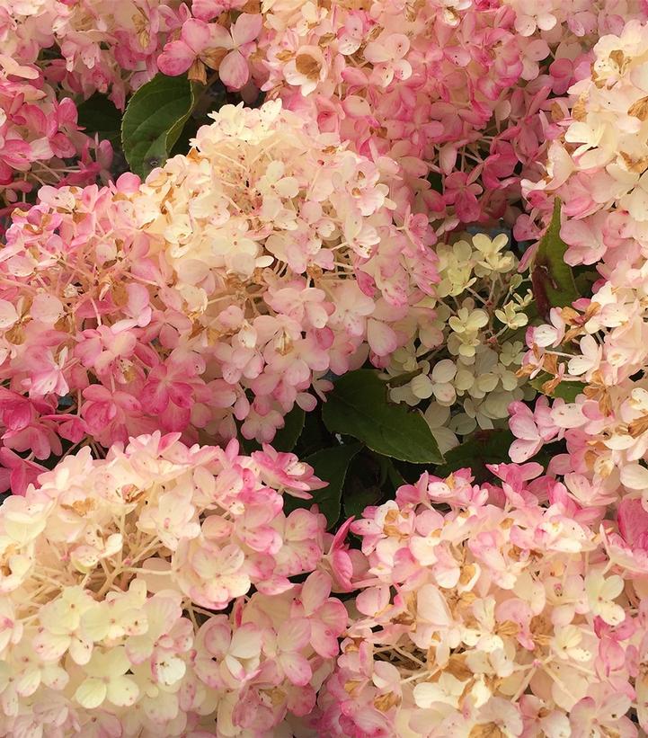 Hydrangea paniculata Fire Light Tidbit®
