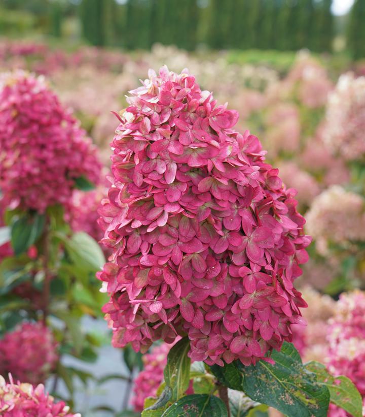 Hydrangea paniculata Limelight Prime®