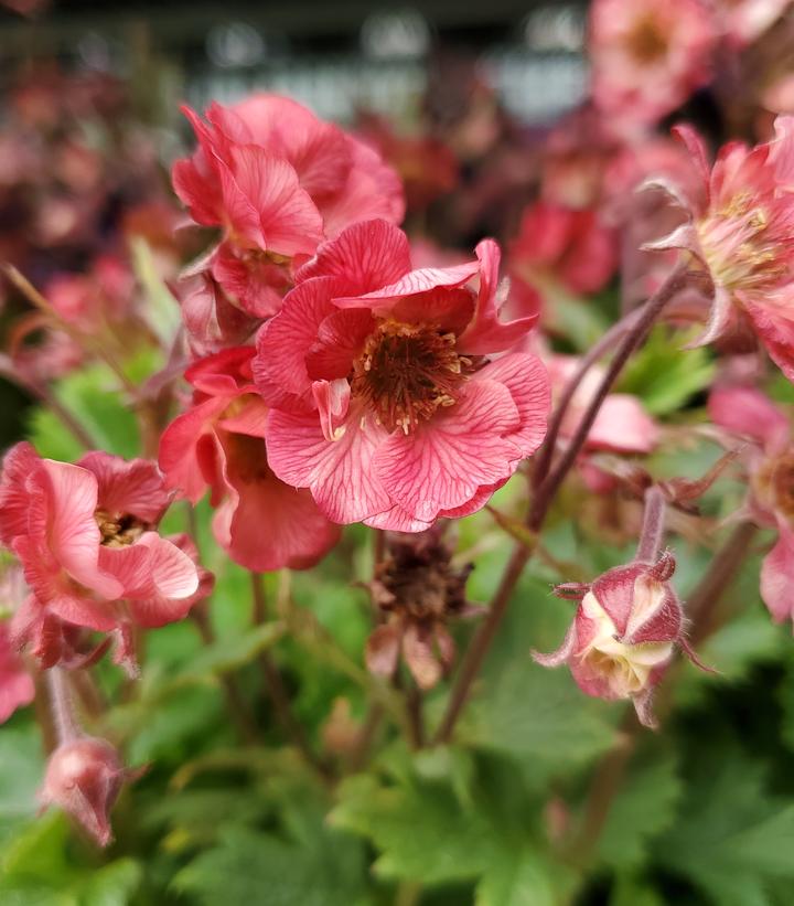 Geum Tempo™ Rose