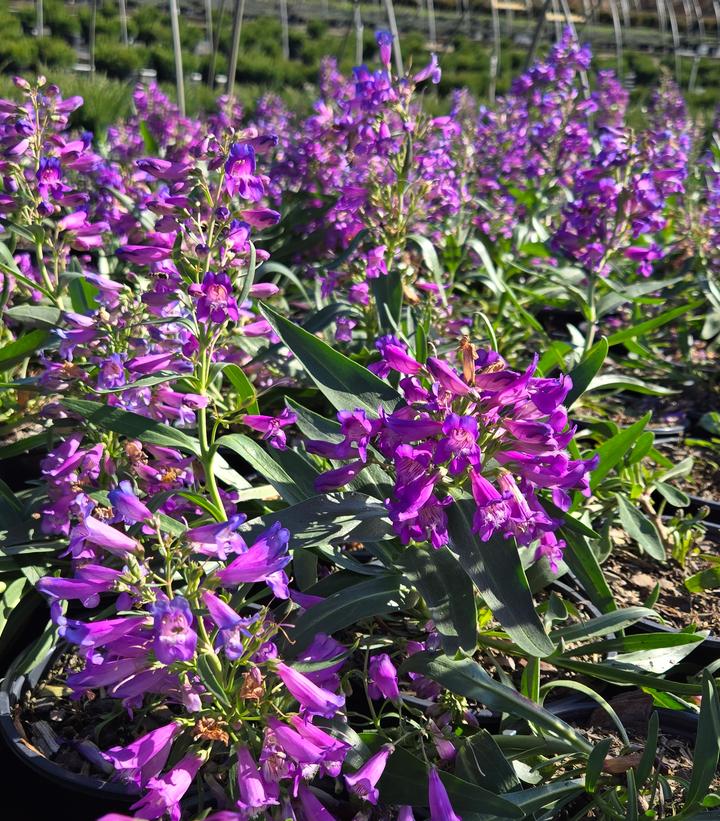 Penstemon barbatus Pristine Blue