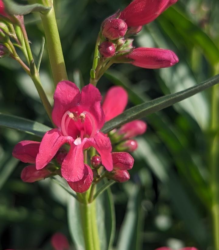 Penstemon barbatus Pristine Deep Rose