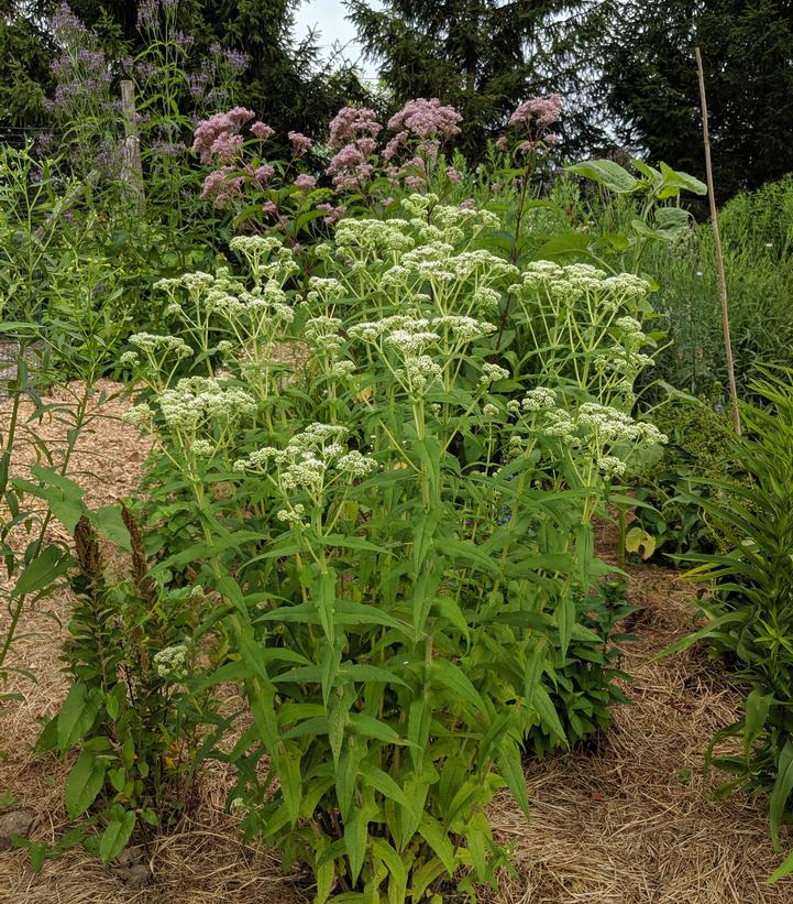 Eupatorium perfoliatum 