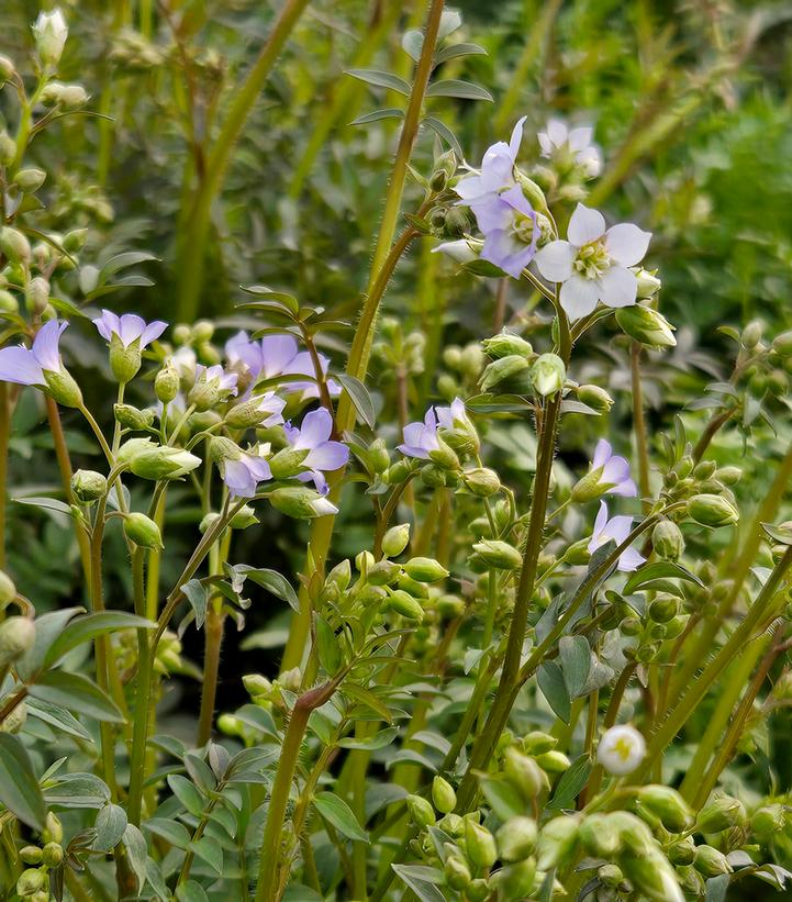 Polemonium reptans 