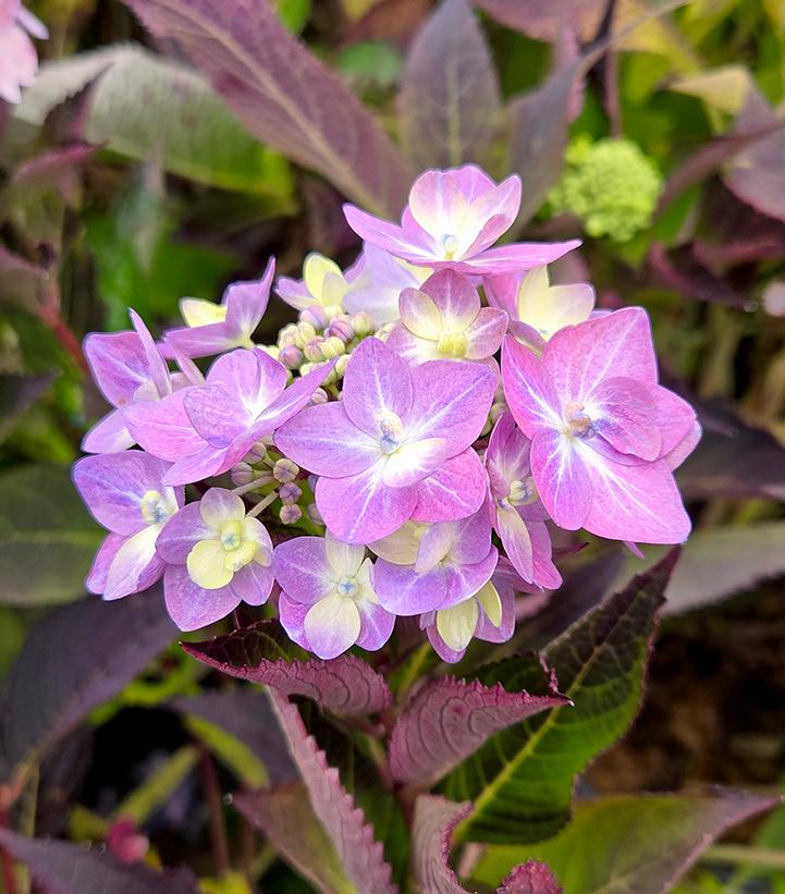 Hydrangea serrata Let's Dance Can Do!®
