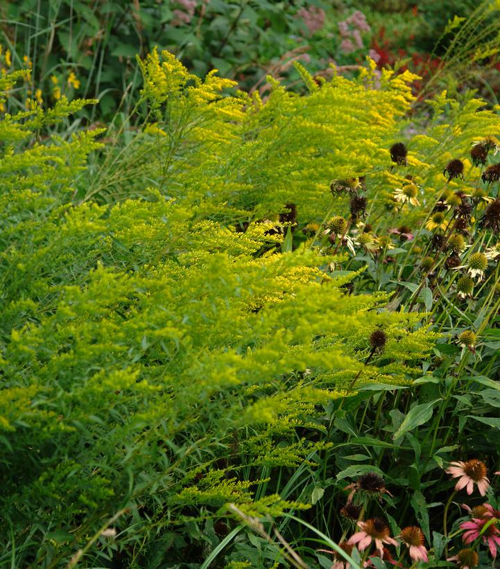 Solidago odora 