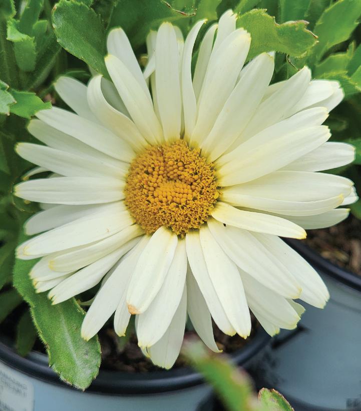 Leucanthemum superbum Amazing Daisies® 'Banana Cream II'