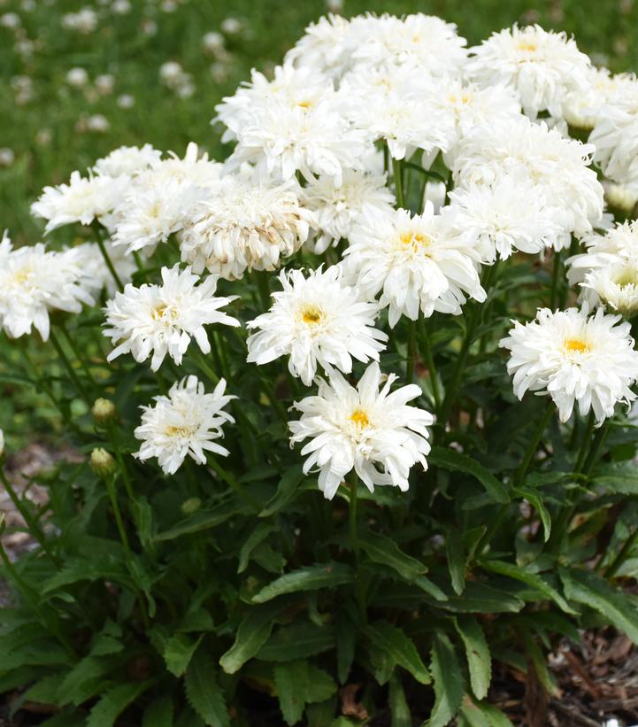 Leucanthemum superbum Amazing Daisies® 'Marshmallow'