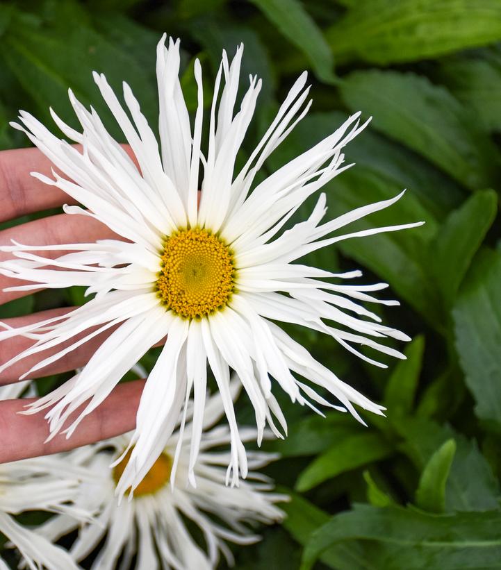 Leucanthemum superbum Amazing Daisies® 'Spun Silk'