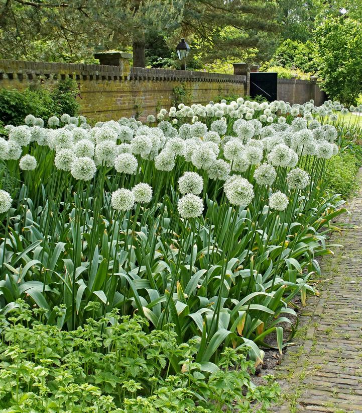 Allium stipitatum 'Mount Everest'