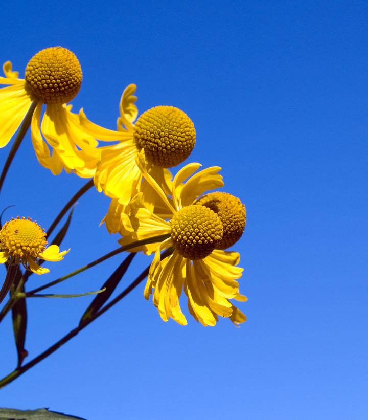 Helenium autumnale 