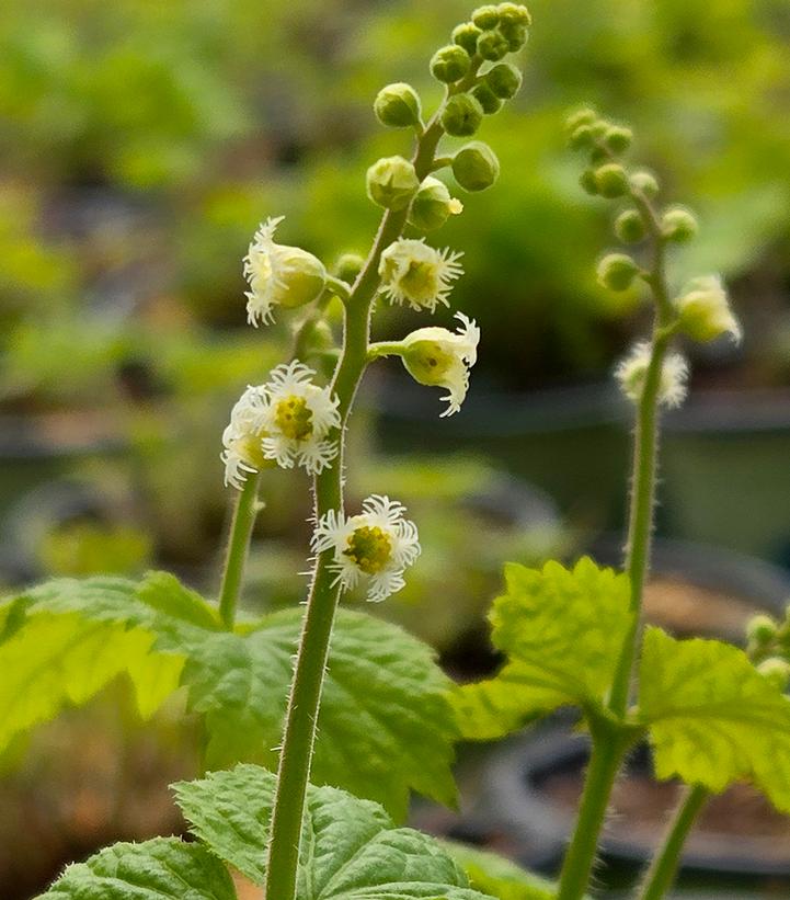 Mitella diphylla 
