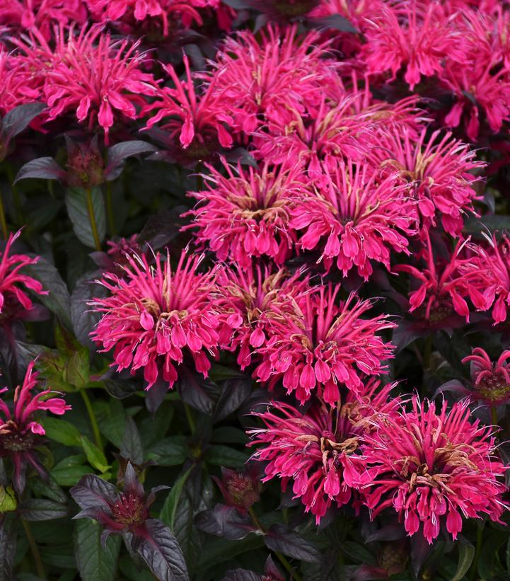 Monarda Sugar Buzz® 'Berry Taffy'