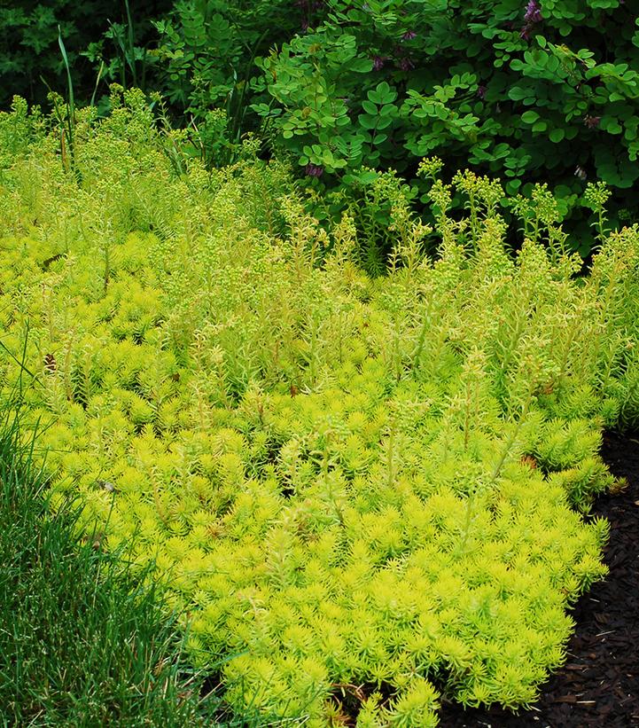 Sedum rupestre 'Prima Angelina'