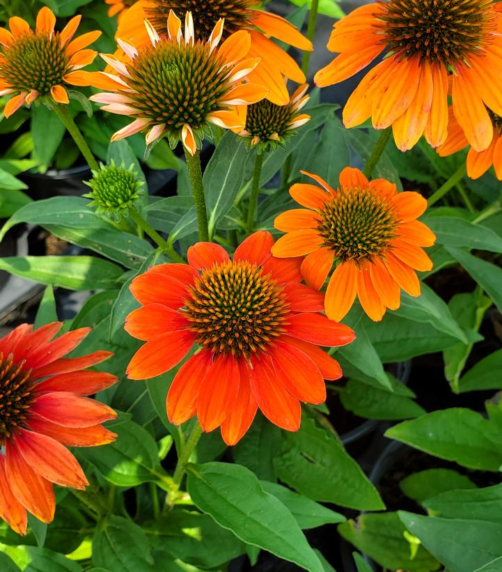 Echinacea x Artisan™ Soft Orange