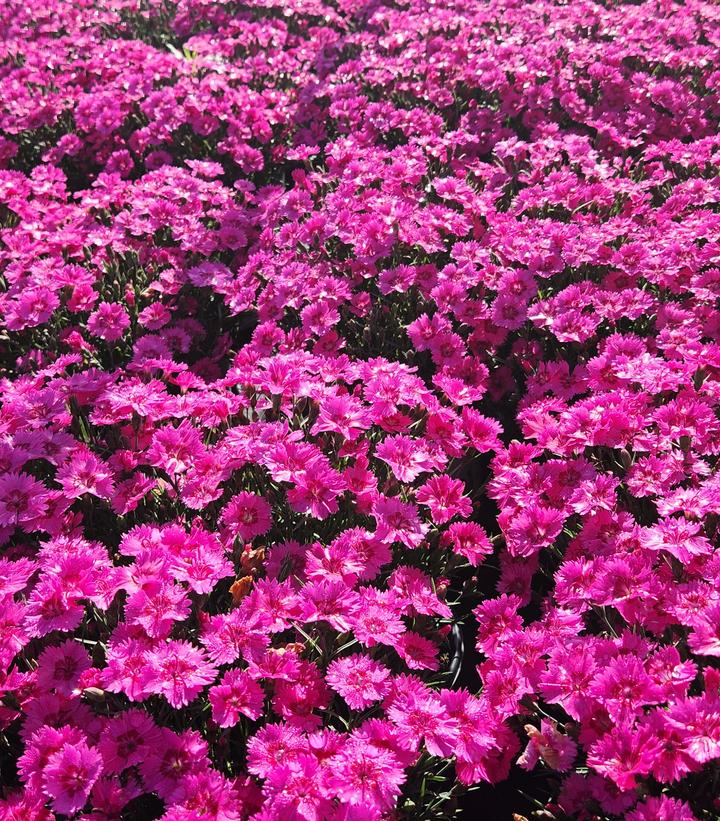 Dianthus x 'Paint the Town Fancy'