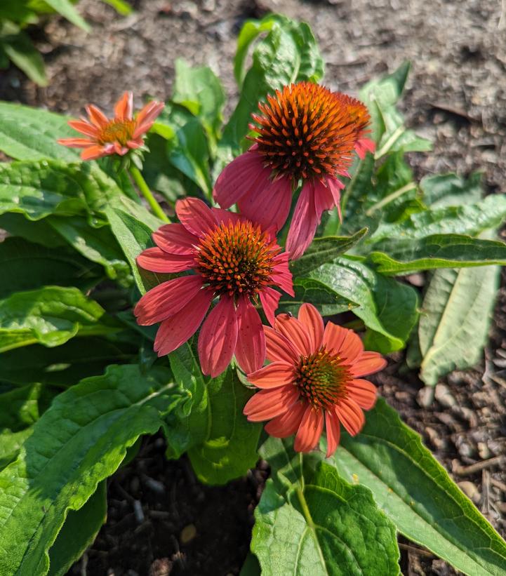 Echinacea x Artisan™ Red Ombre