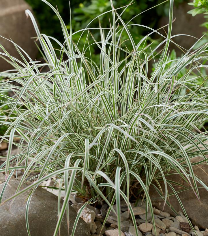Schizachyrium scoparium 'Chameleon'