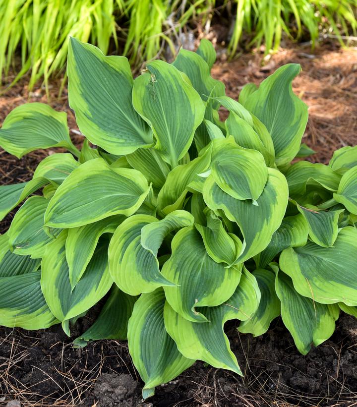 Hosta x 'Atlantis'