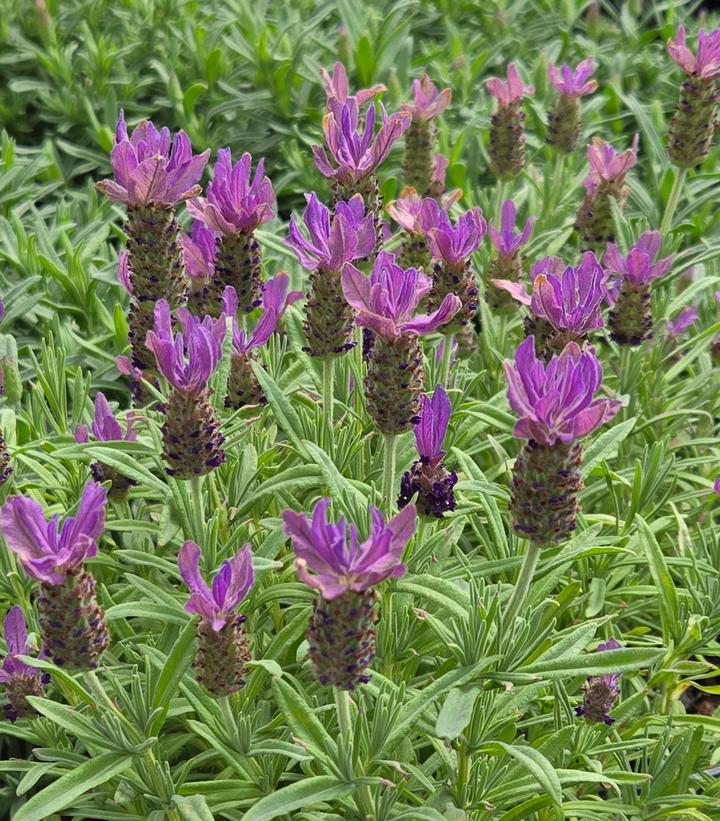 Lavandula stoechas 'Primavera'