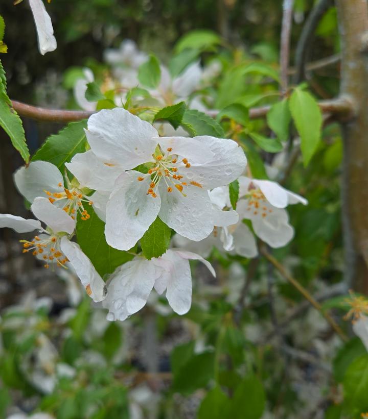 Malus X Red Jade