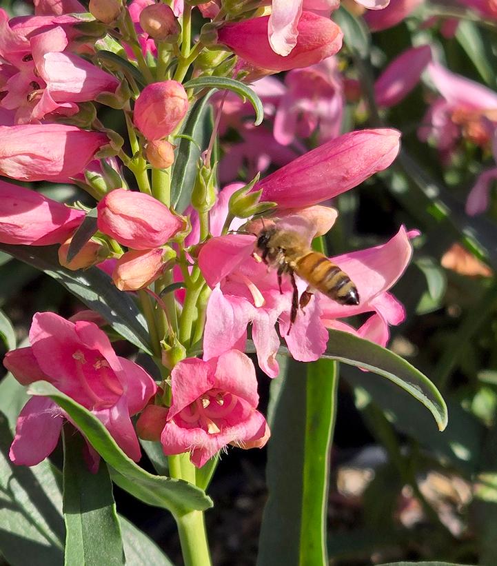 Penstemon barbatus 'Pristine Pink'