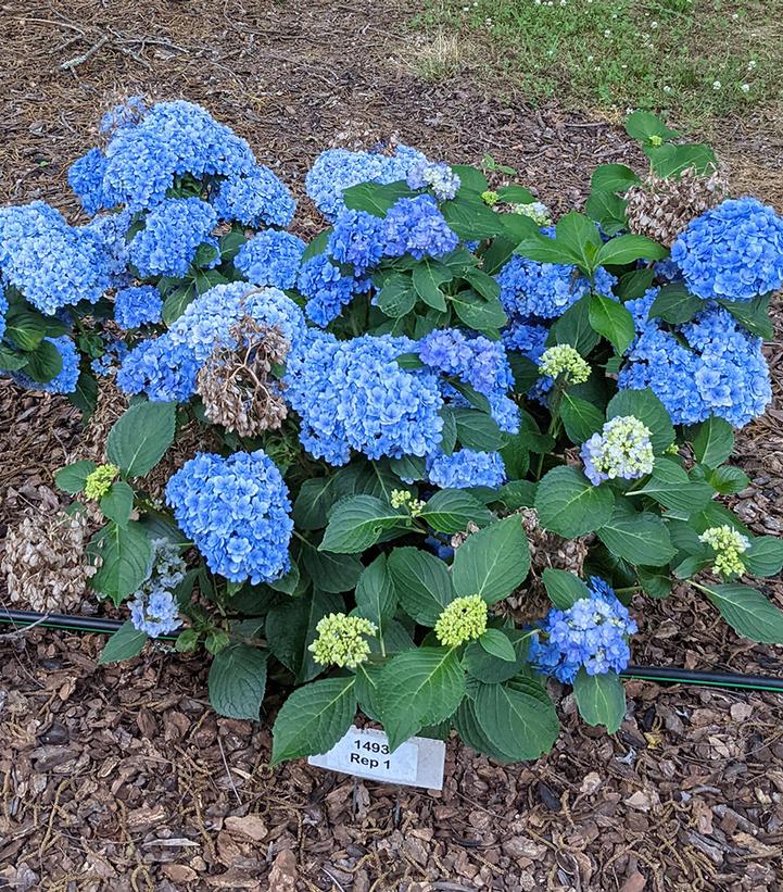Hydrangea macrophylla Double Down®